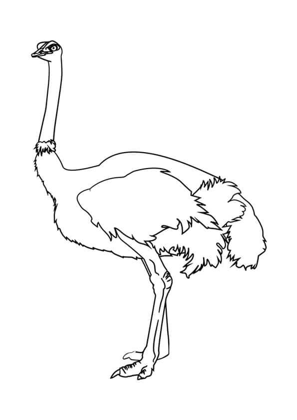 Great Ostrich