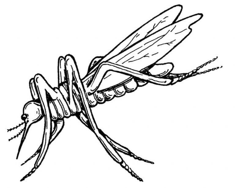 Hand Drawn Mosquito