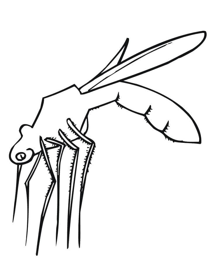 Mosquito 10 coloring page