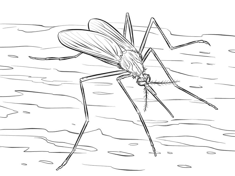 Mosquito 12 coloring page