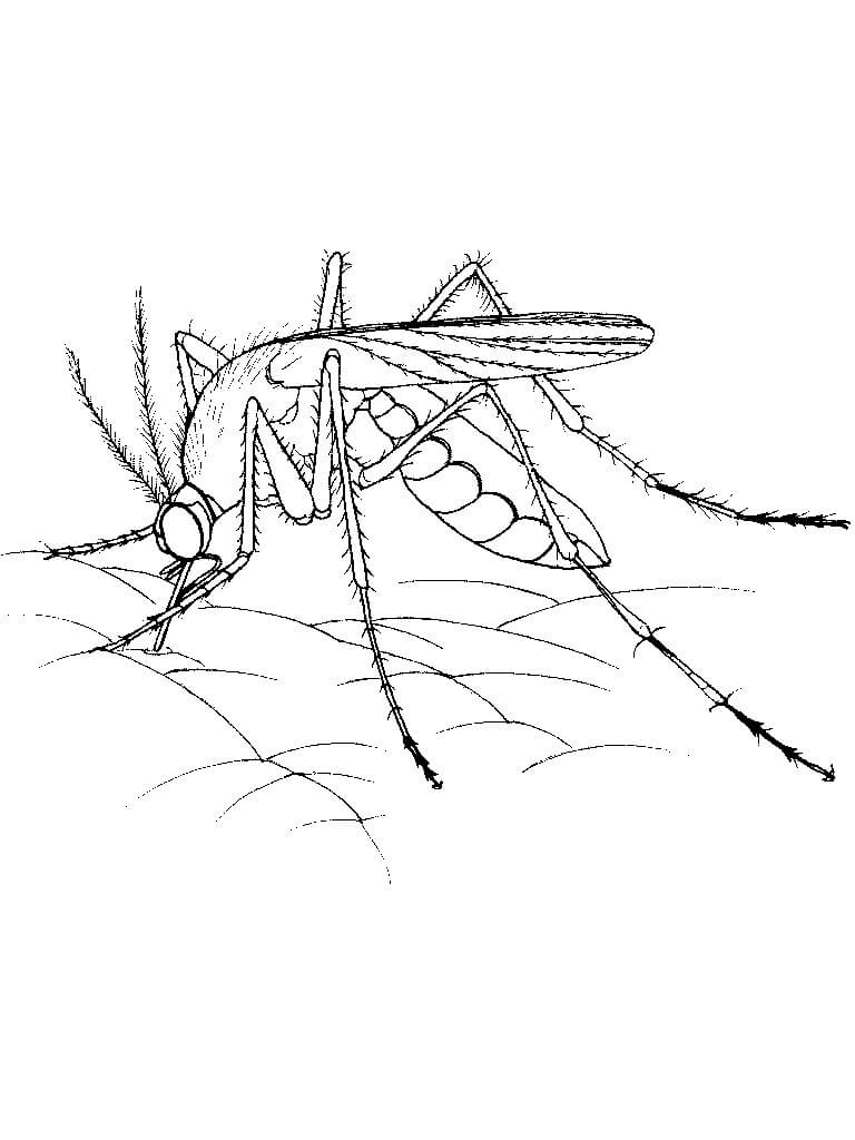 Mosquito Free Design coloring page