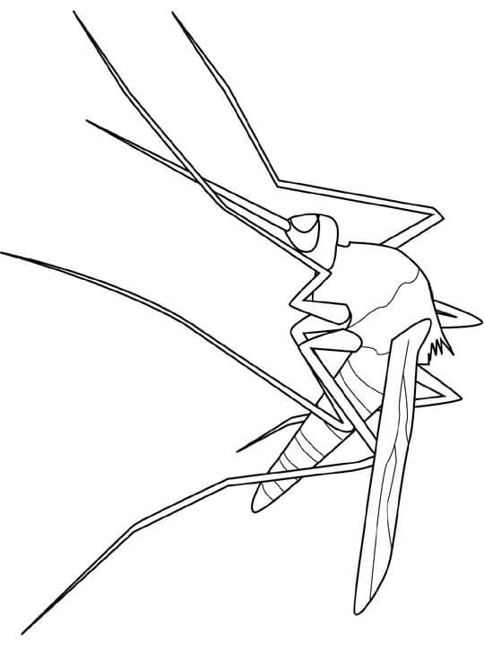 Mosquito Free To Use coloring page