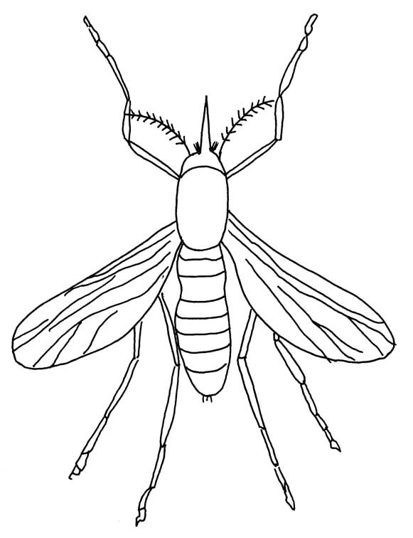 Nice Mosquito coloring page