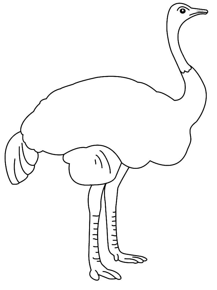 Nice Ostrich