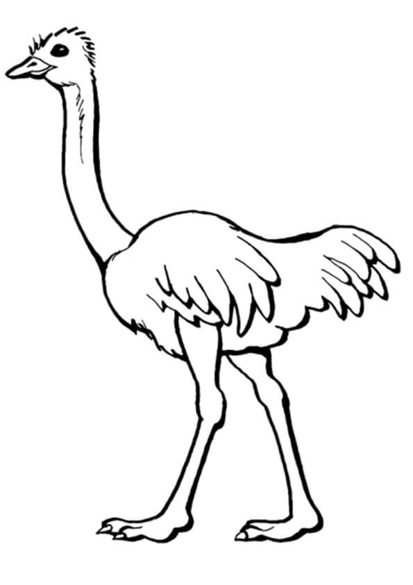 Normal Ostrich coloring page