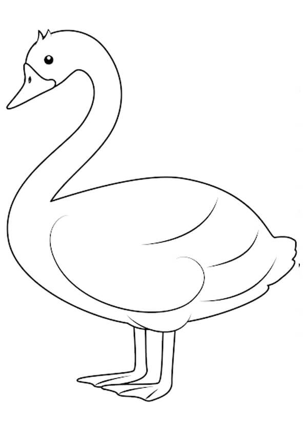 Normal Swan