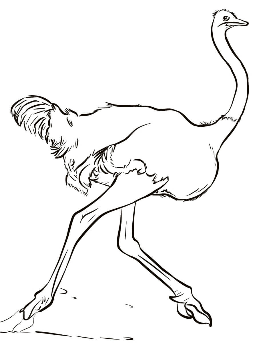 Ostrich Running coloring page