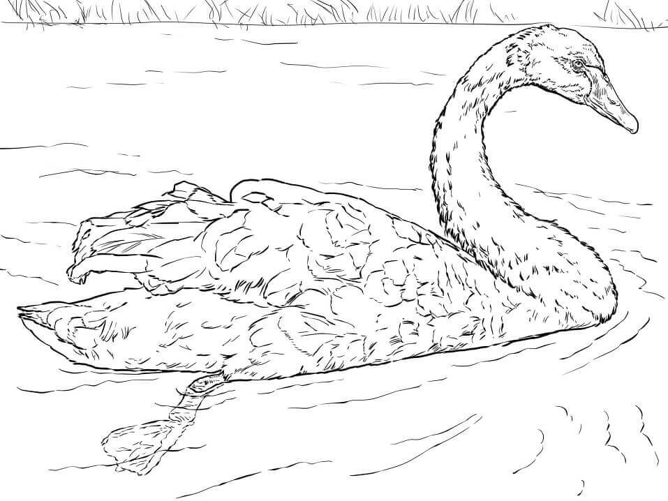 Perfect Swan coloring page