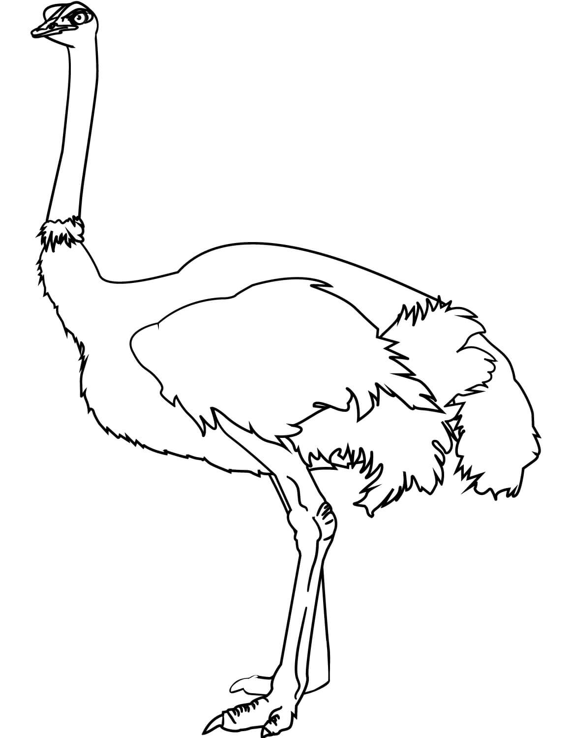 Simple Ostrich