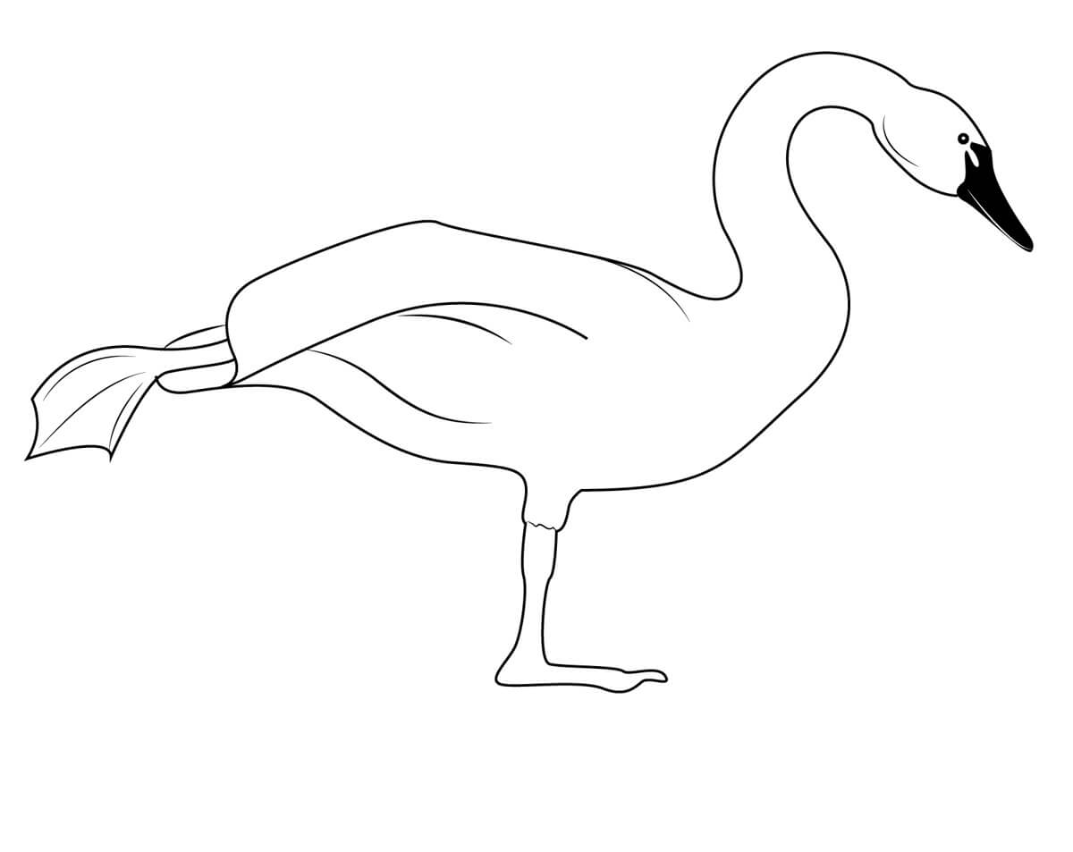 Super Beautiful Swan coloring page