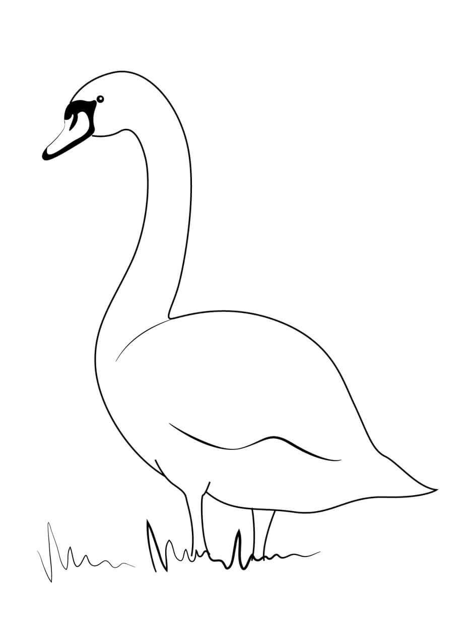 Swan On Shore coloring page