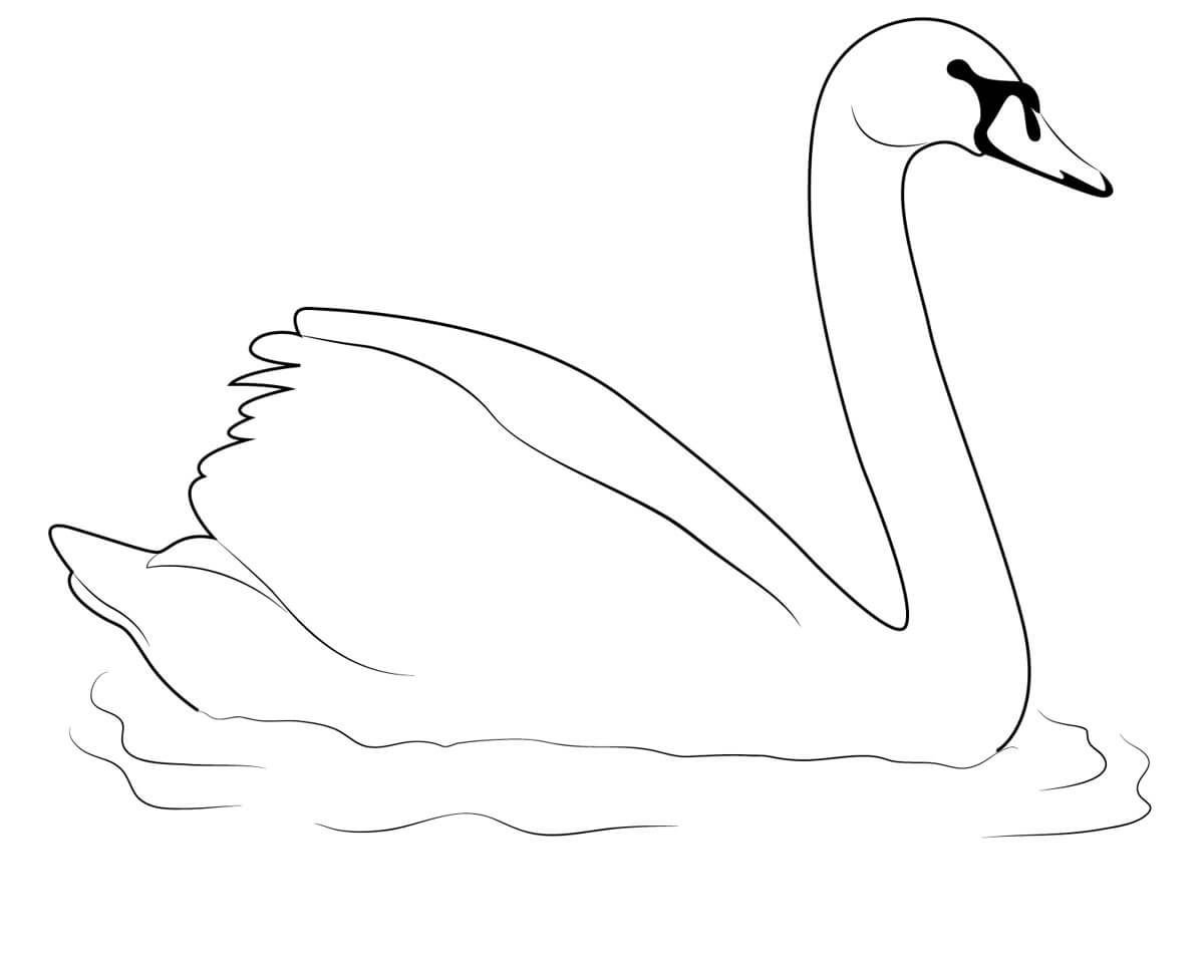 Swan Swimming coloring page