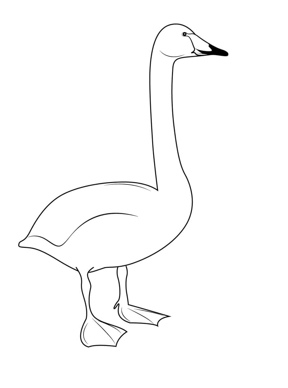 Whooper Swan coloring page