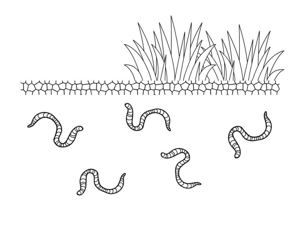 Worms In The Soli coloring page