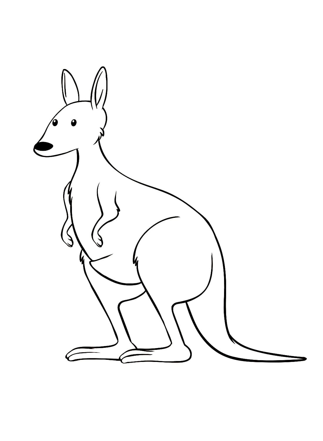 A Kangaroo