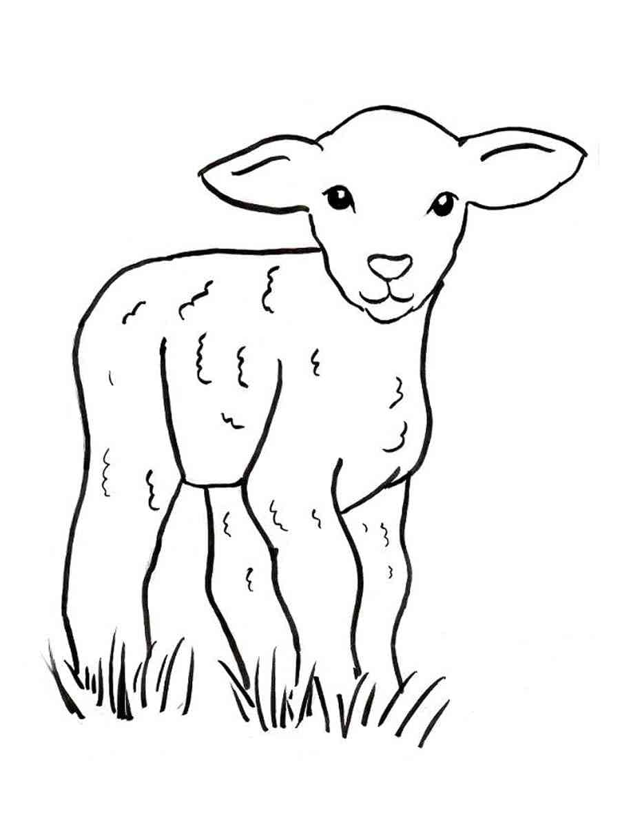 A Lamb