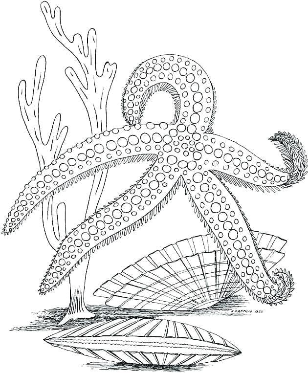 A Starfish Under the Sea coloring page