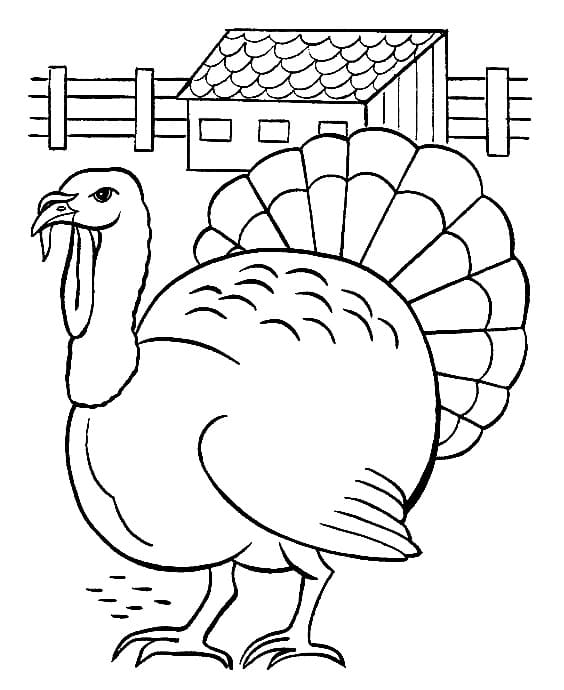 A Turkey coloring page - Download, Print or Color Online for Free