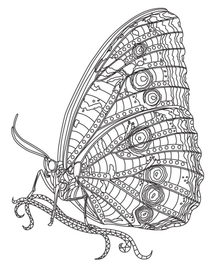 Beautiful Butterfly Relaxing coloring page