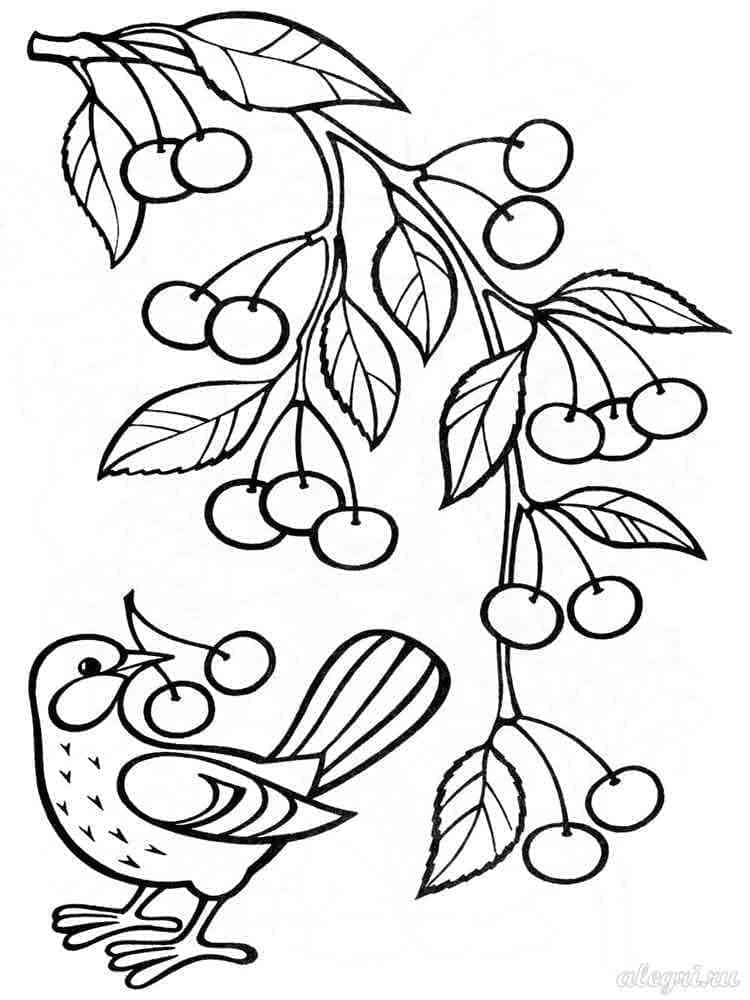 Bird and Cherries coloring page