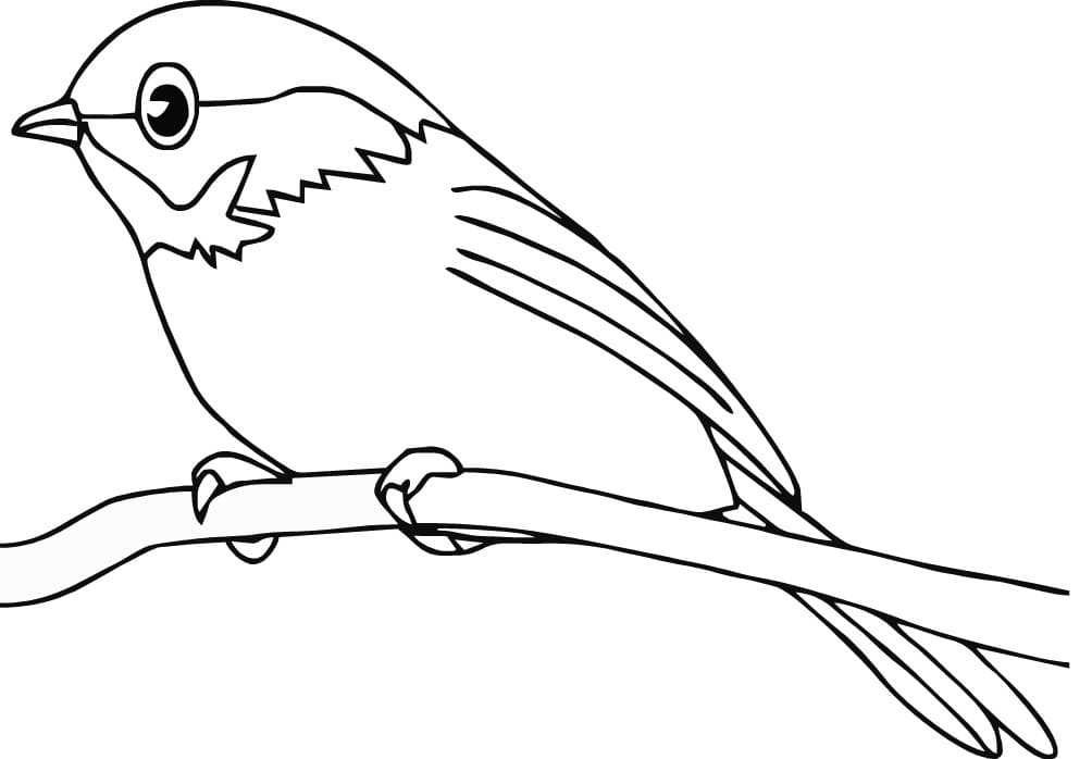 Bird Printable