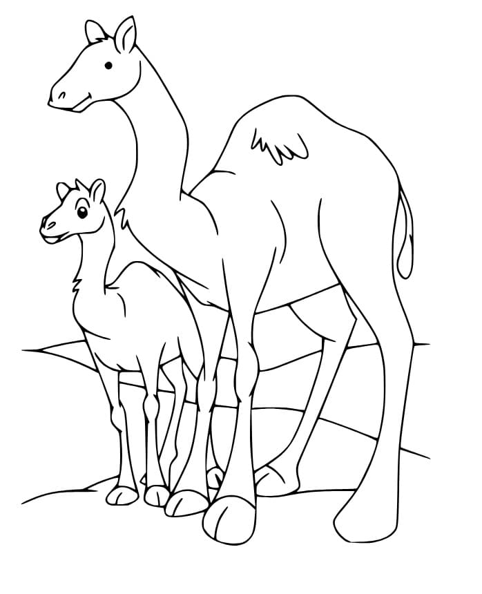 Cartoon Camels