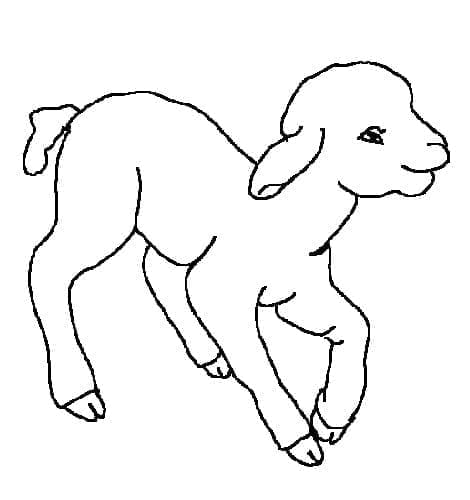 Drawing of Lamb