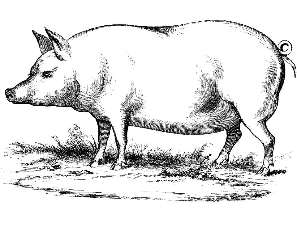 Drawing of Pig coloring page