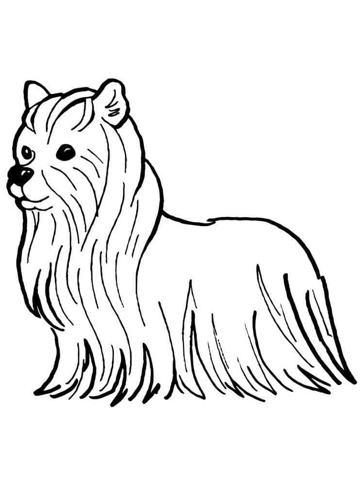 Free Frawing of Yorkie coloring page