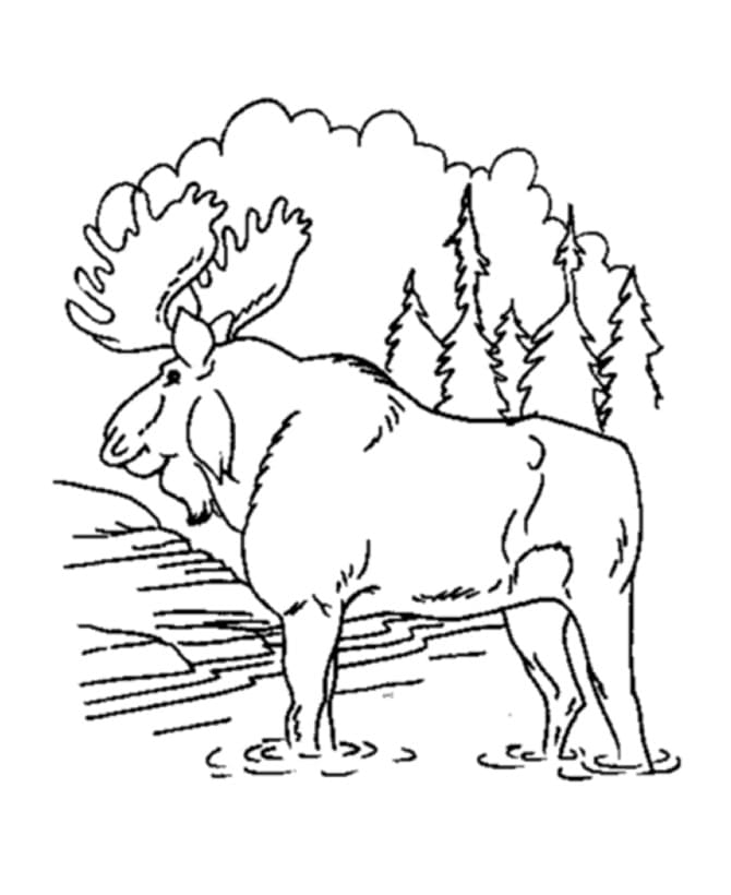 Free Moose coloring page