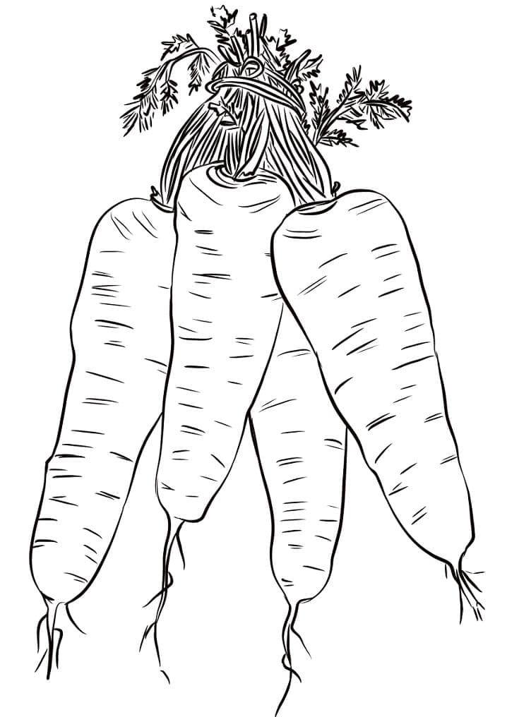 Free Printable Carrots coloring page