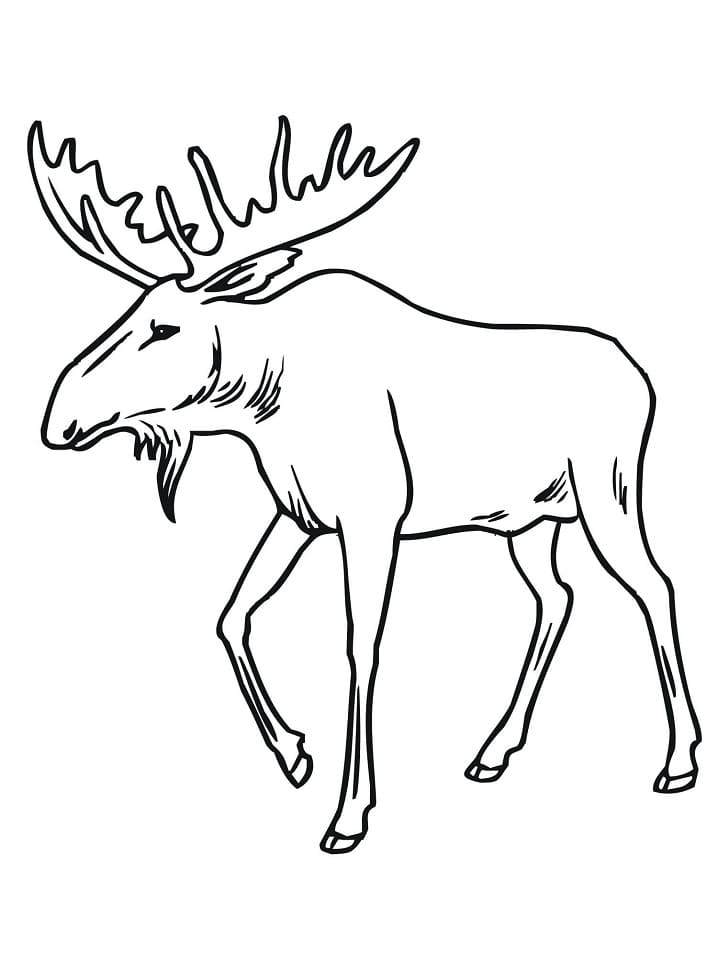 Free Printable Moose coloring page