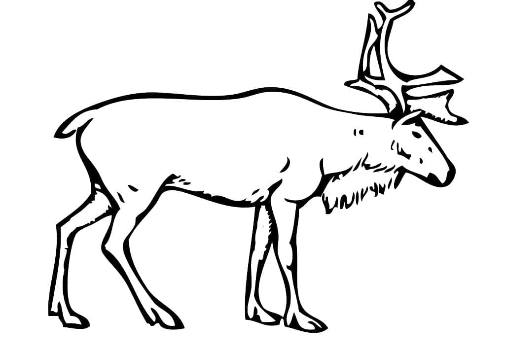 Free Reindeer coloring page