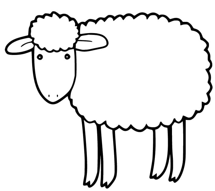 Free Sheep