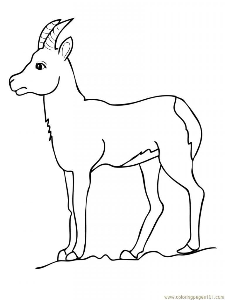 cute goat coloring page - Clip Art Library