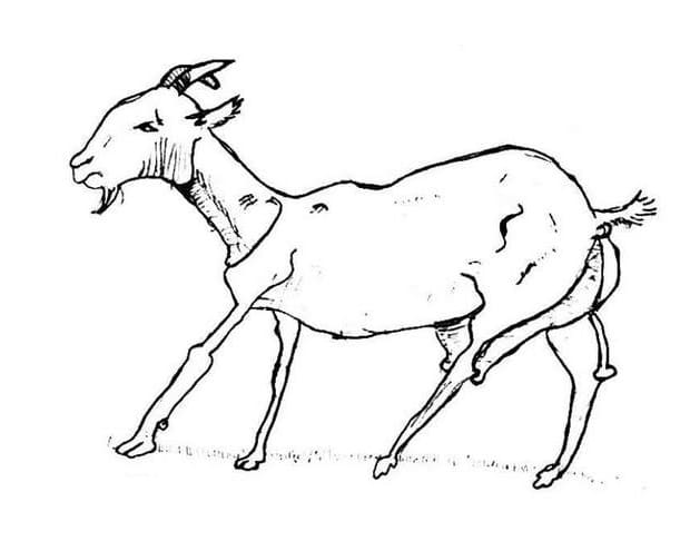 Goat Printable coloring page