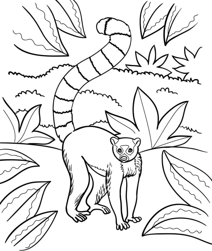 Jungle Lemur coloring page - Download, Print or Color Online for Free
