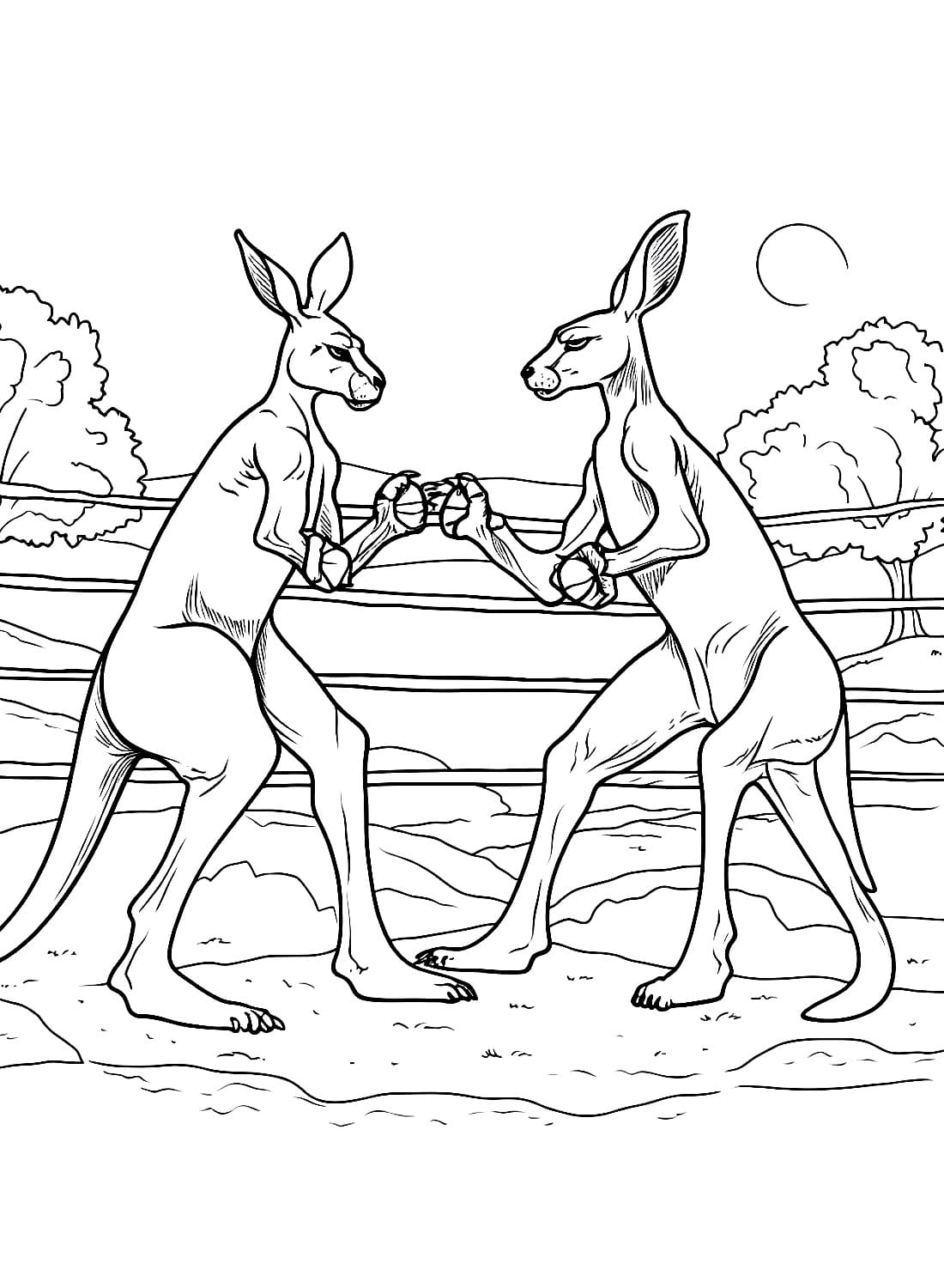 Kangaroo Fight Coloring Page Download Print Or Color Online For Free