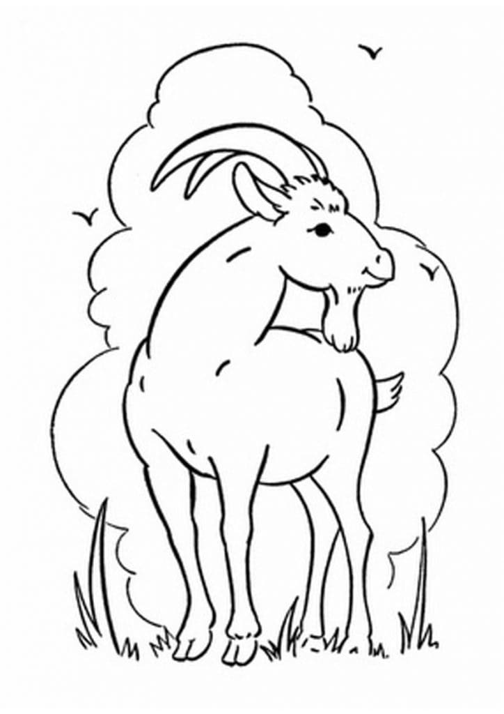 Little Goat coloring page