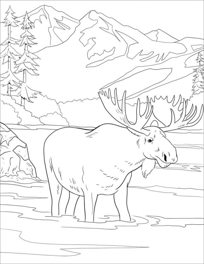 Moose Crosses A Forest River