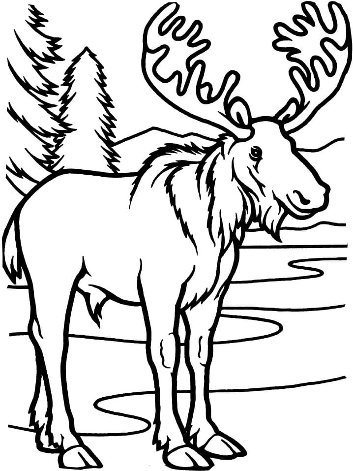 Moose coloring pages