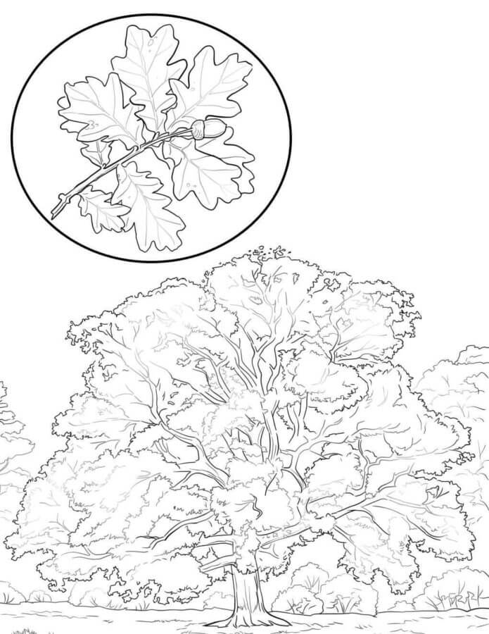 Oak Forest coloring page