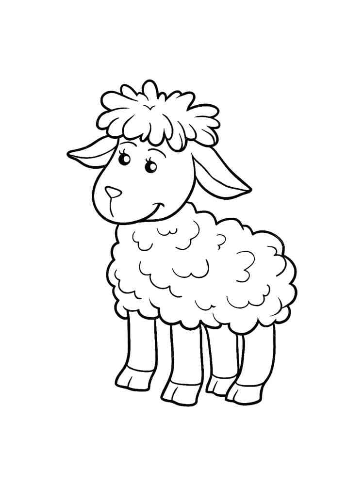 Pretty Lamb