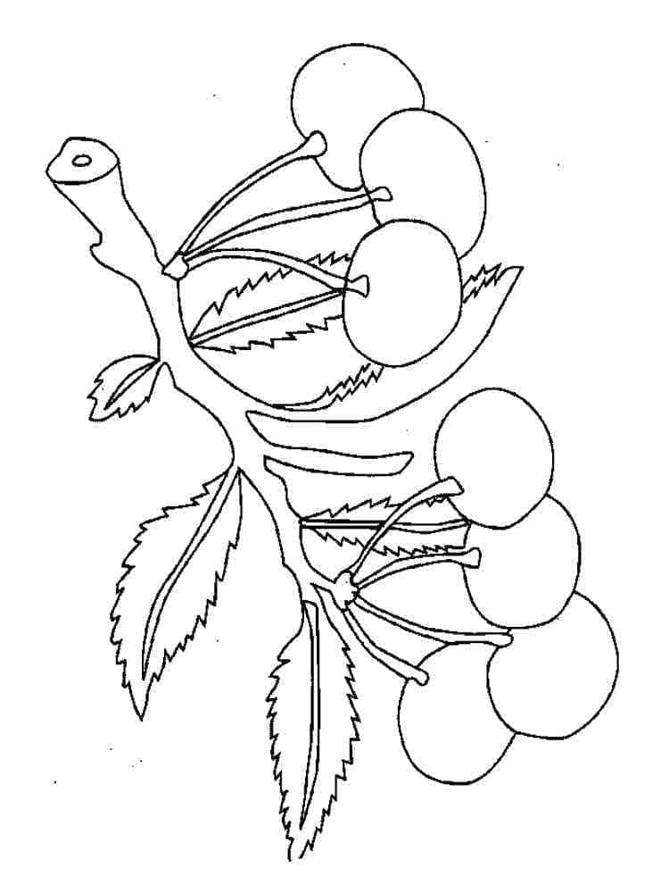 Printable Cherry Branch coloring page