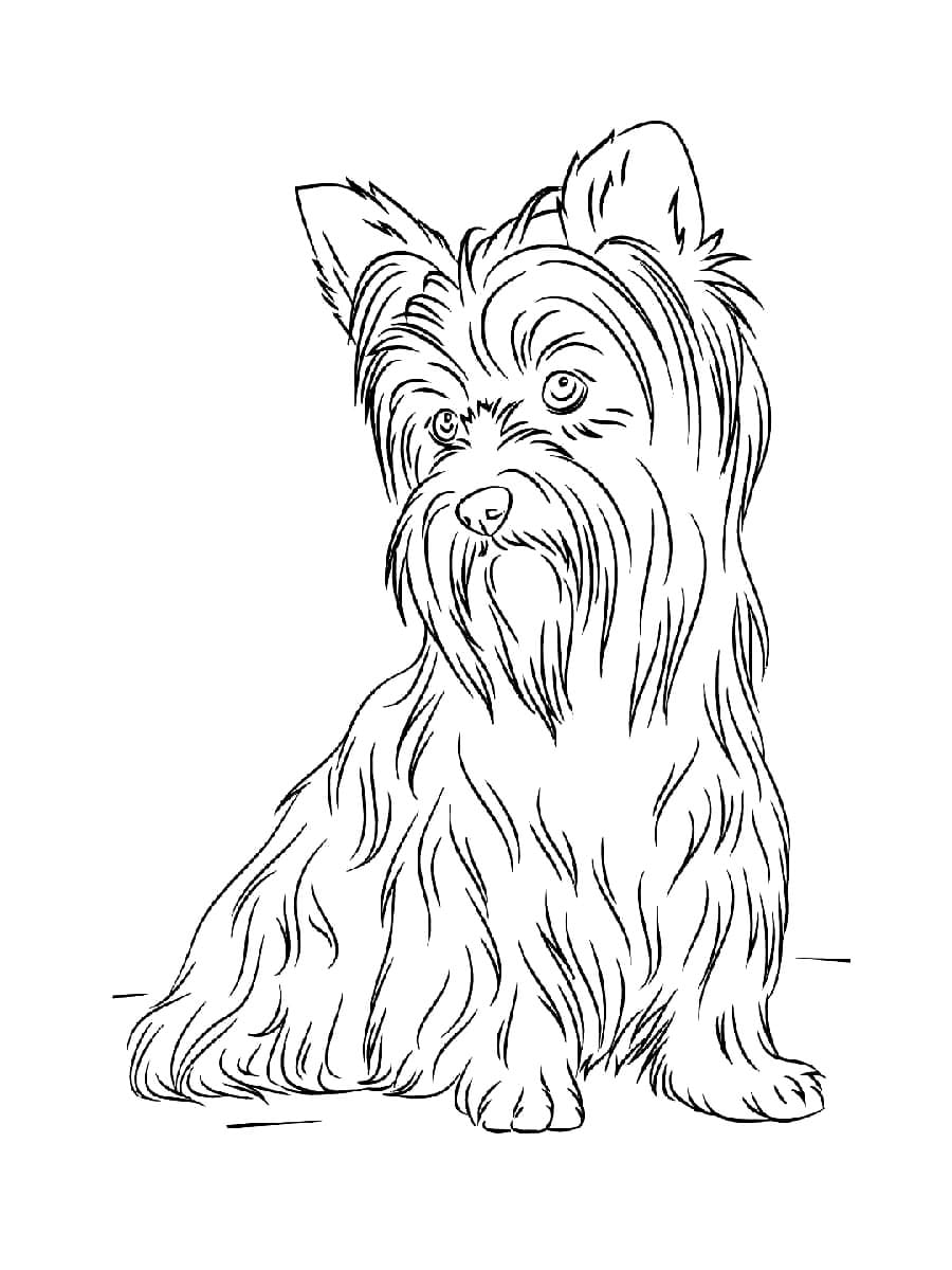 Printable Yorkie Dog coloring page - Download, Print or Color Online ...