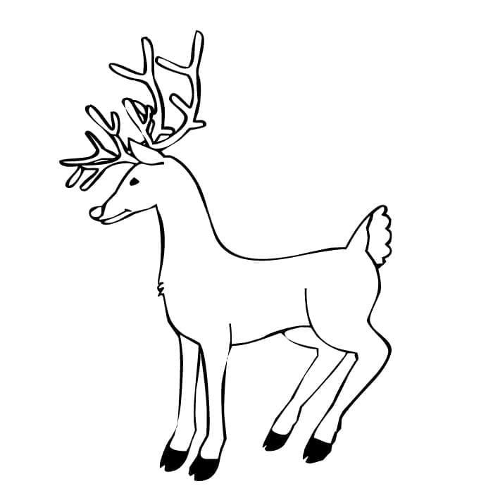 Reindeer Image