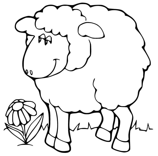 Sheep and Flower coloring page