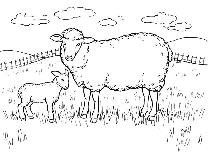 Sheep and Lamb coloring page