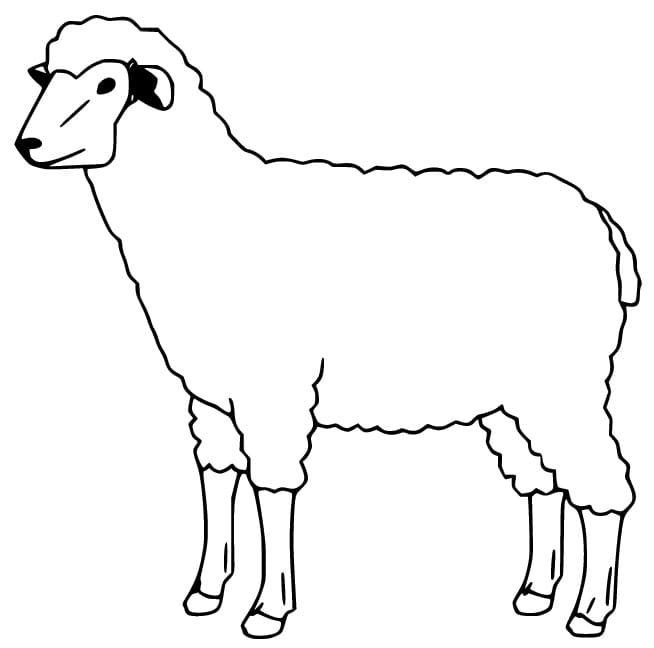 Sheep For Children