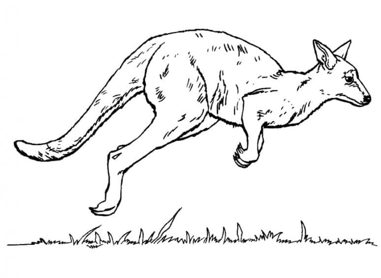 Wild Kangaroo coloring page